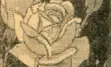 Black and white rose.
